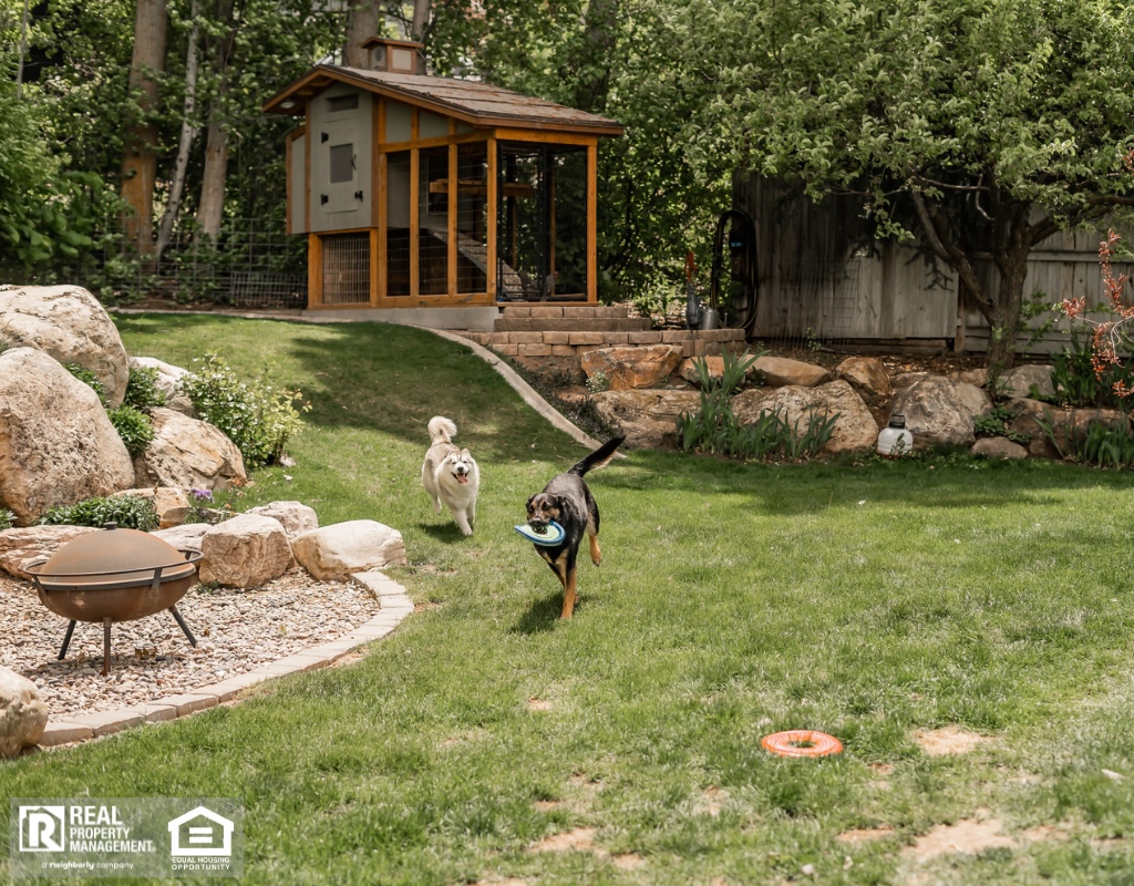 Two large, happy dogs playing chase with a toy in the backyard of a home.