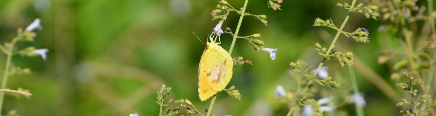 Local introductory image welcoming visitors to Real Property Management Regions