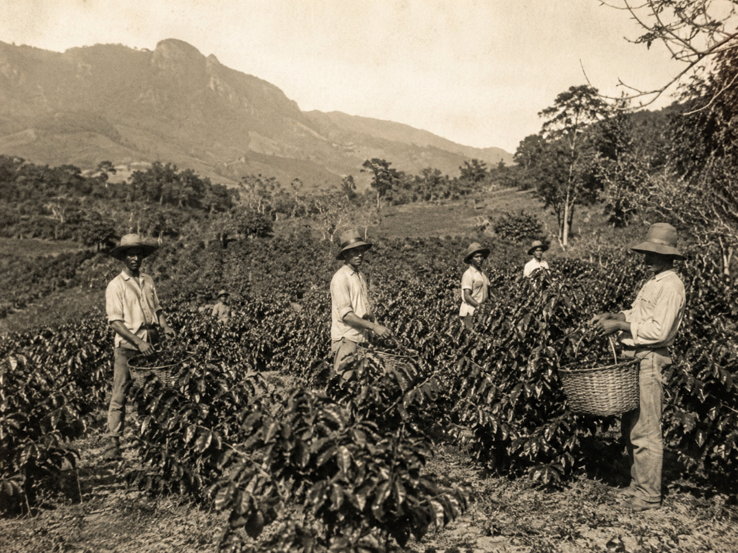 Historic Puerto Rican coffee farmers working in the mountains representing resilience and generational legacy.