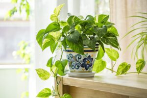 A vibrant potted plant on a table next to a window.