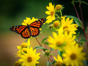 A vibrant monarch butterfly perched delicately on bright yellow flowers,
