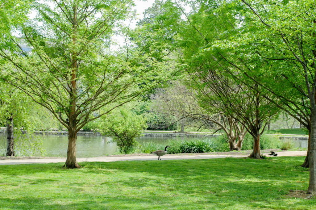 The Park is a pleasant place for people and animals to enjoy a peaceful setting. A Canadian Goose enjoys a walk along the path of the park in Nashville, Tennessee