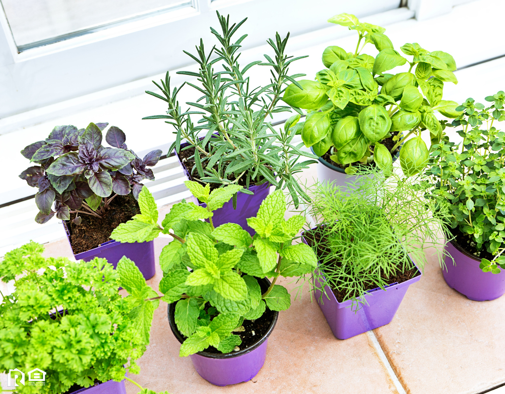 Herb Garden on a Windowsill