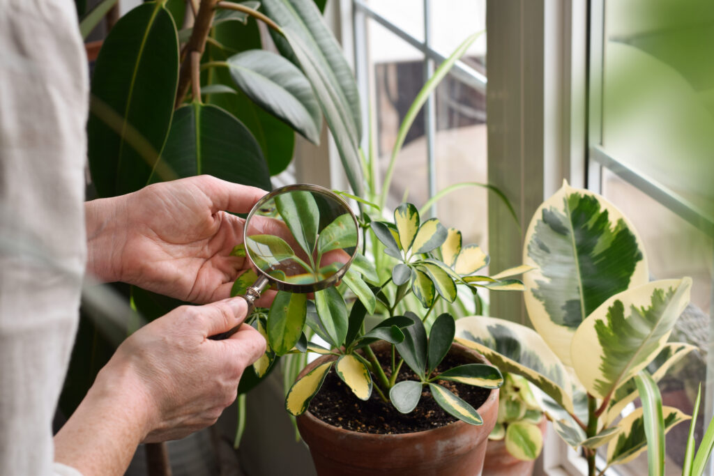 Woman examines the leaves of schefflera houseplant for pests and disease using magnifying glass
