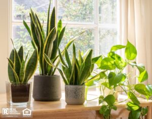 Indoor houseplants next to a window in a beautifully designed rental home.
