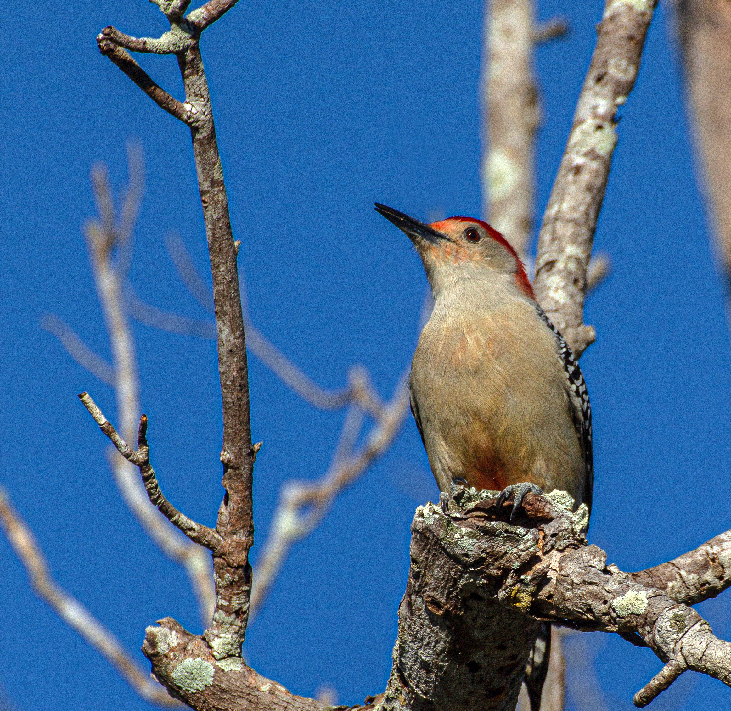 Close-up of Red-Bellied Woodpecker in Seminole, Florida