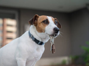 Jack Russell Terrier Dog Holding Apartment Keys