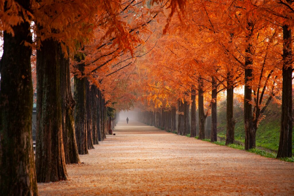 Autumn Leaves in the Pacific Northwest