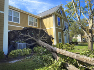 Fallen tree in residential area after a hurricane.
