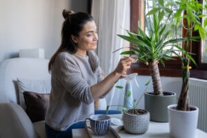 Person dusting houseplants with microfiber cloth.
