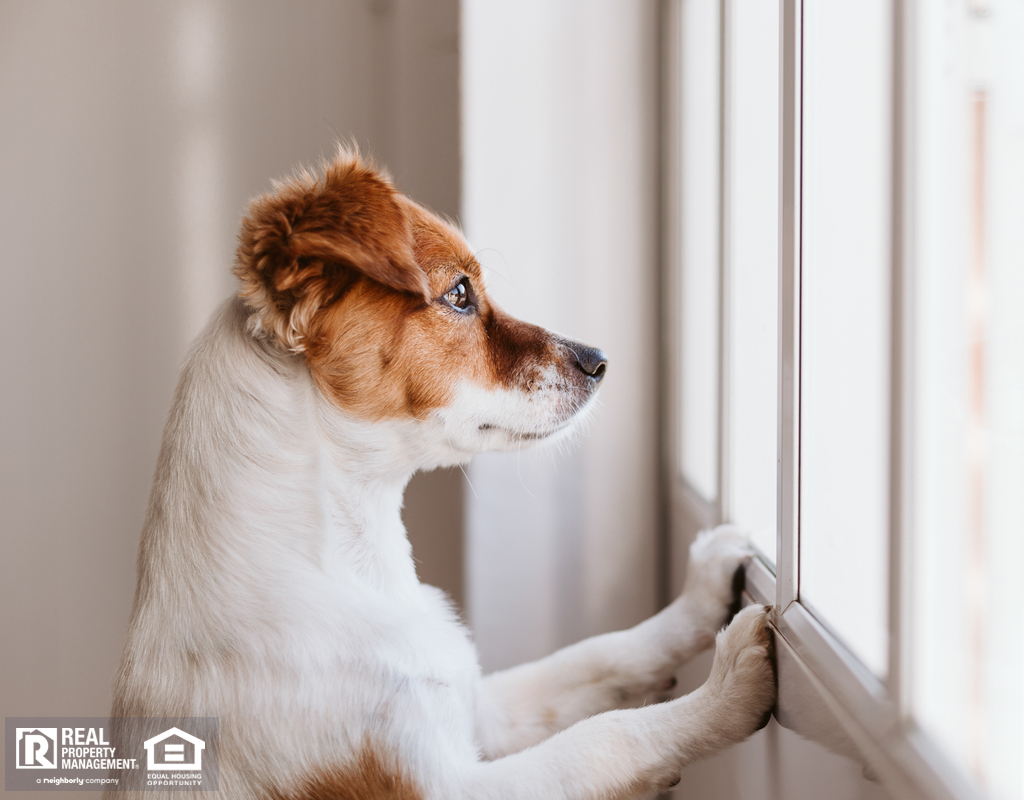 Small Dog Looking Wistfully Out a Window at Home