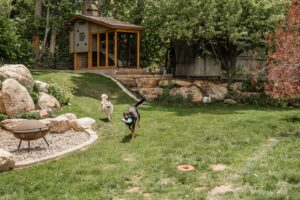 Two large, happy dogs playing chase with a toy in the backyard of a home.