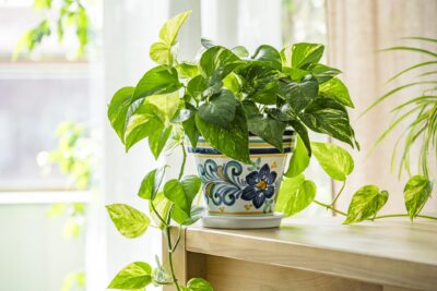 A vibrant potted plant on a table next to a window.