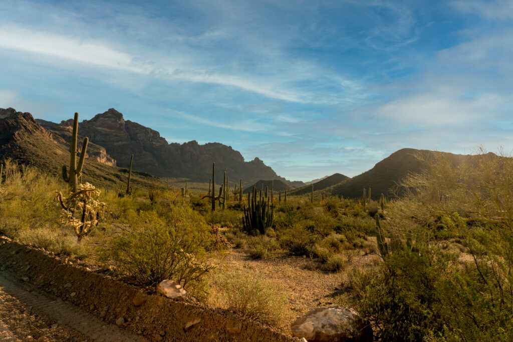Scenic Organ Pipe Cactus National Monument, Pima County, Arizona At Sunrise