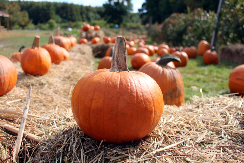 Pumpkin Harvest in Stow MA