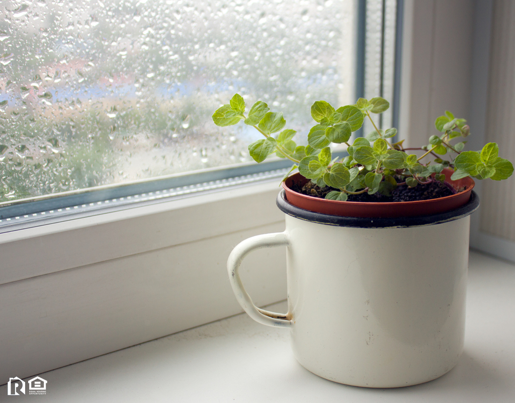 Small Planter of Peppermint Sitting Near a Window