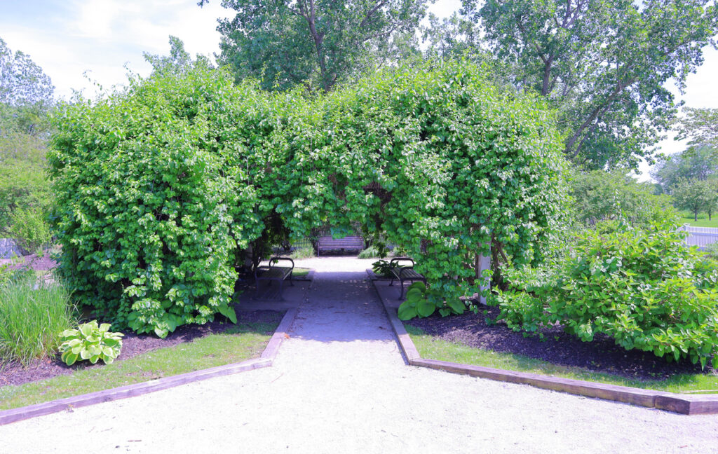 The lush green trees forming an arch above the walkway in the park in Dyer, Indiana