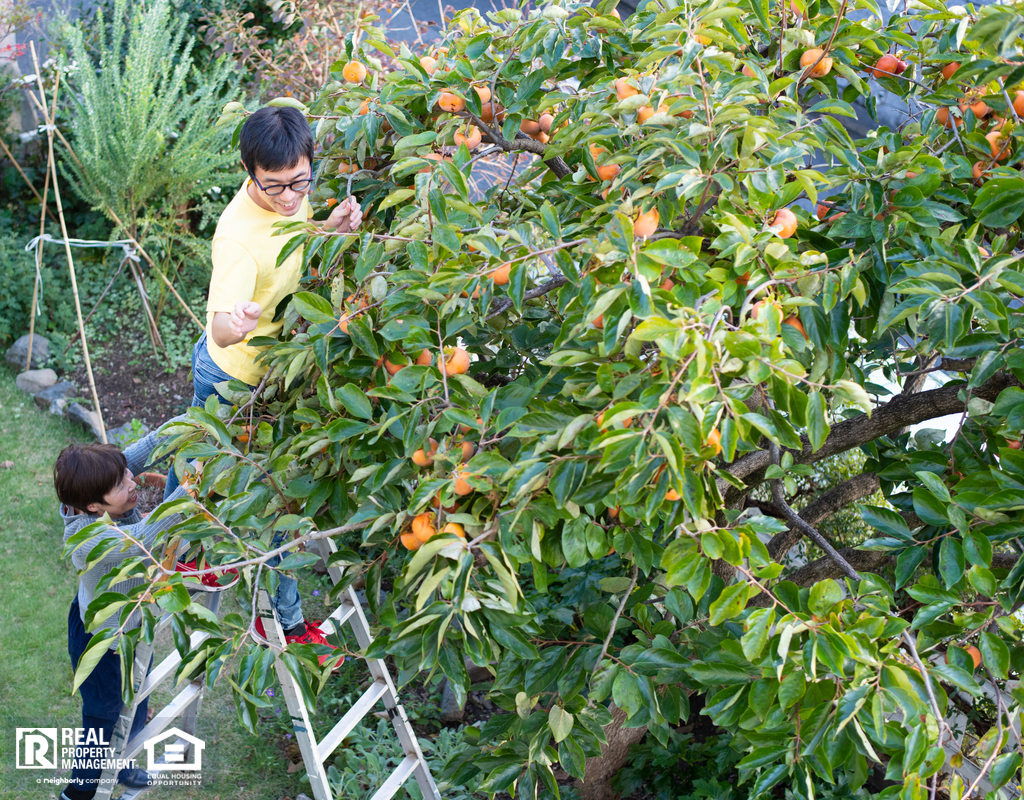 Two Royal Oak Renters Picking Fruit Off A Tree In Their Yard