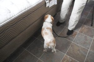 Some Dogs Can Be Trained to Detect Bed Bugs