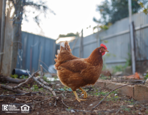 Brown Chicken in Pflugerville Rental Backyard