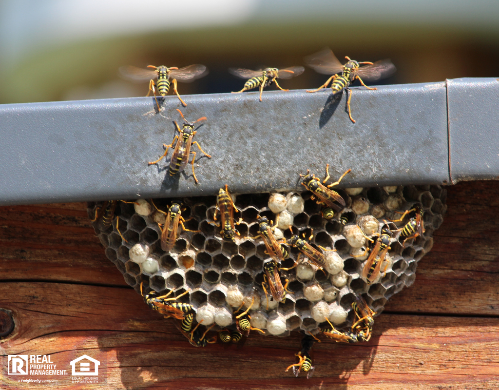 Portsmouth Wasp Nest on Home Exterior